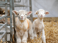 Pregnant women warning in lambing season