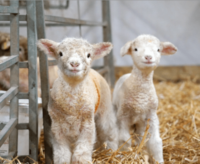 Pregnant women warning in lambing season