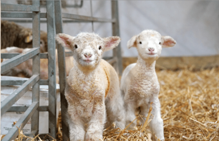 Newborn Dorset lambs at Noah’s Ark Zoo Farm mark the start of lambing season, bringing a touch of spring to the farm barn.