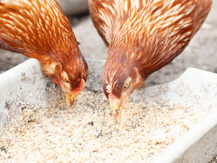 Children being served chicken from China in schools