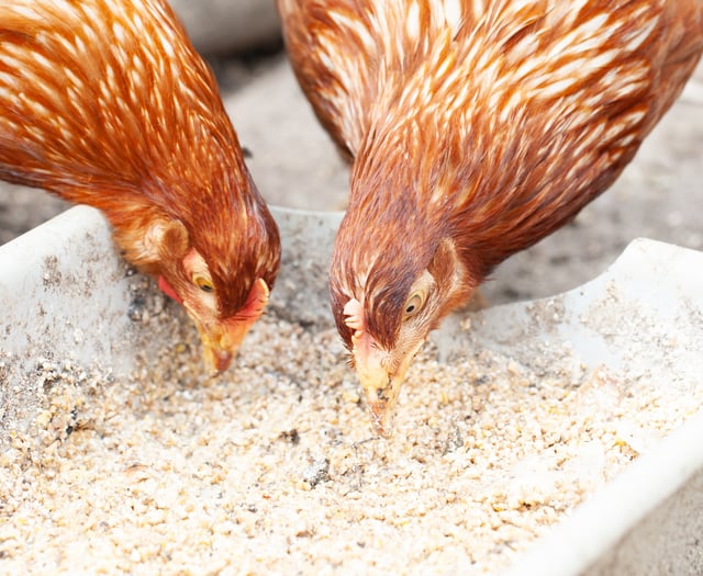 Children being served chicken from China in schools