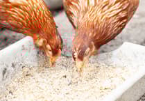 Parents in uproar over their children being served chicken from China in schools