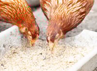 Poultry keepers urged to attend conference at Llanelwedd