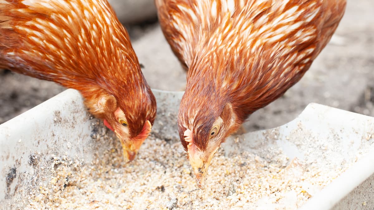 Welsh Government calls in 12 poultry planning applications in Powys