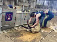 Shearing courses now live on British Wool website