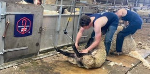 Shearing courses now live on British Wool website