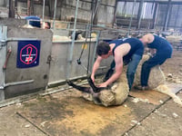 Shearing courses now live on British Wool website