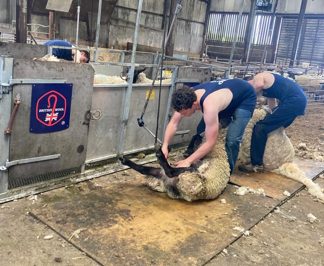 Shearing courses now live on British Wool website
