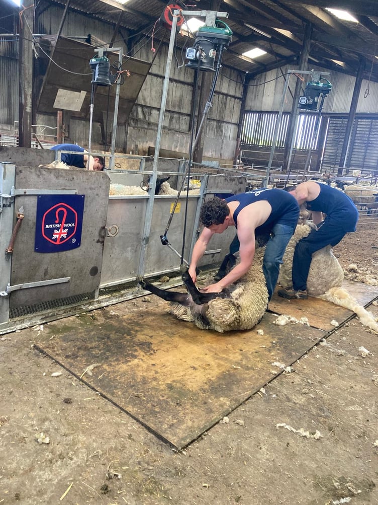 British Wool offers shearing courses for all levels, with exclusive discounts for young farmers