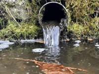 Friends of the Earth Cymru publish new environmental data