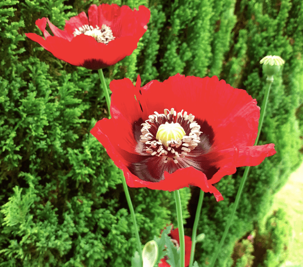 Video: Picture This - This week's top images!