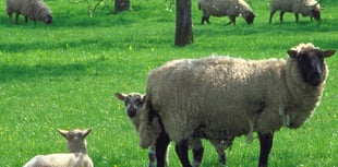 Dog walkers warned as spring lambing season brings risks