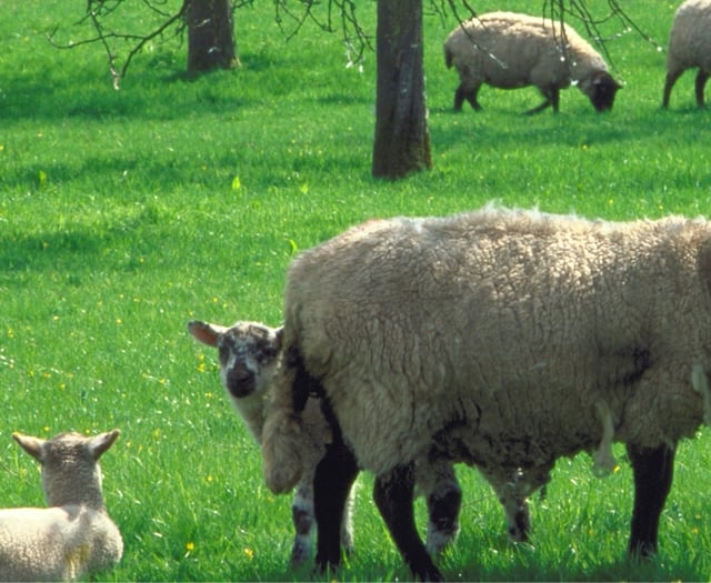 Dog walkers warned as spring lambing season brings risks