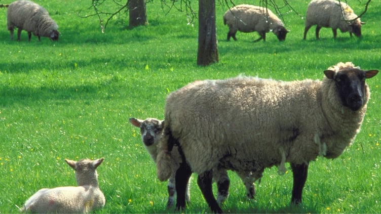 With lambing season approaching, dog walkers are reminded to keep pets on leads around sheep to protect lambs and ensure a safe environment for livestock
