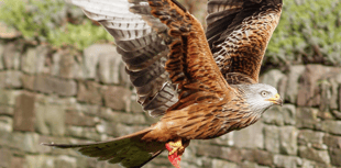 Video: Picture This - Bird photography from Brecon and Radnorshire