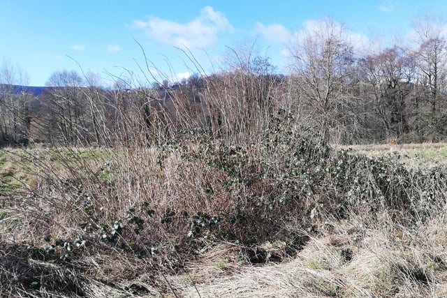 Council to cut Bullpit Meadow