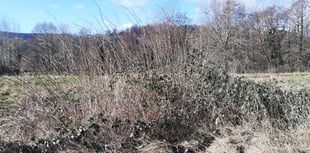 Council to cut Bullpit Meadow