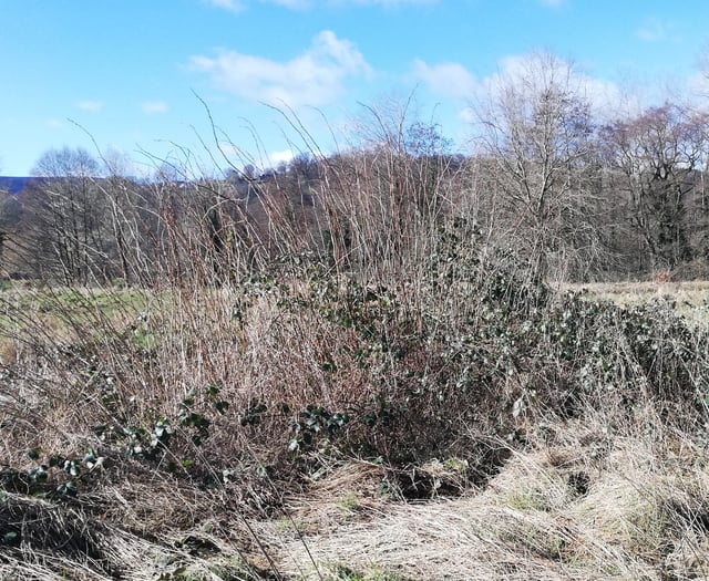 Council to cut Bullpit Meadow