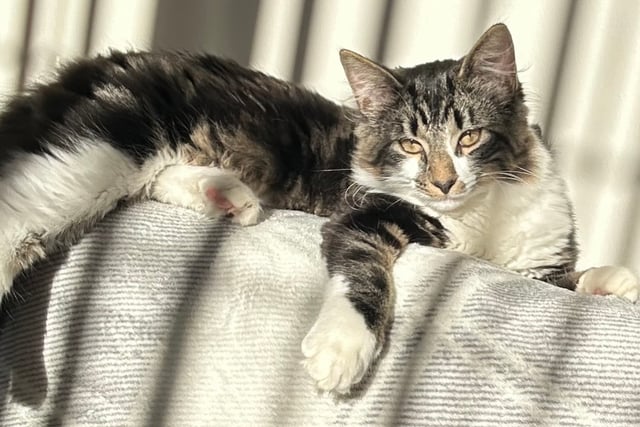 Cat’s leg amputated following air gun attack near Ystradgynlais