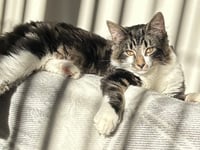 Cat’s leg amputated following air gun attack near Ystradgynlais
