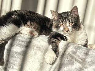 Cat’s leg amputated following air gun attack near Ystradgynlais