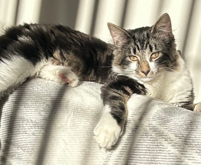 Cat’s leg amputated following air gun attack near Ystradgynlais