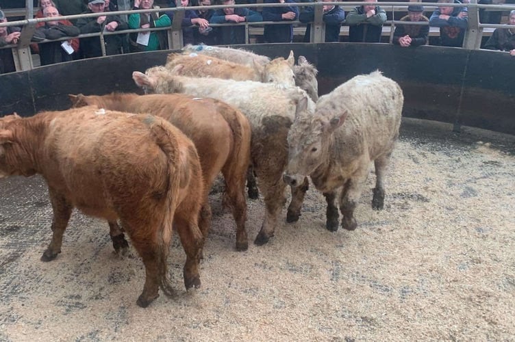 Cattle at Knighton Market