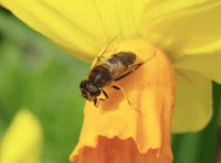 Video: First signs of spring photographs 