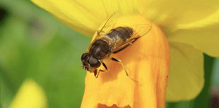 Video: First signs of spring photographs 