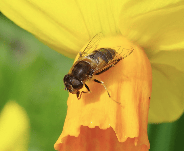 Video: First signs of spring photographs 