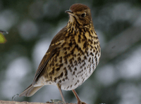 Wildlife Photography from Brecon & Radnorshire