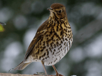 Wildlife Photography from Brecon & Radnorshire