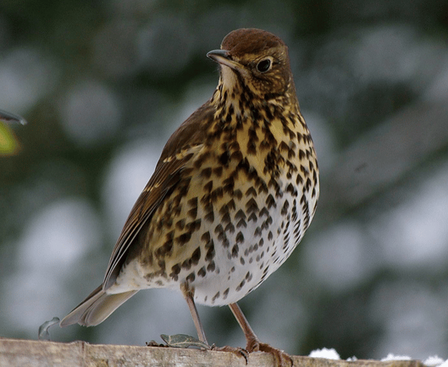 Wildlife Photography from Brecon & Radnorshire