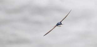 Survey finds positive signs for farmland birds