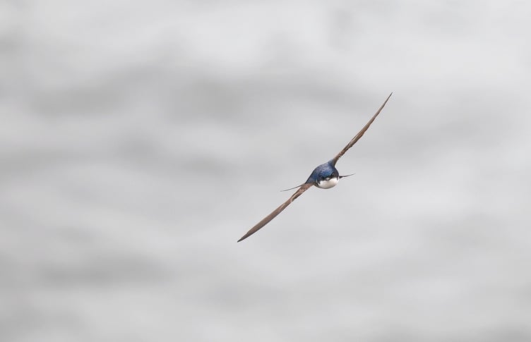 House Martin