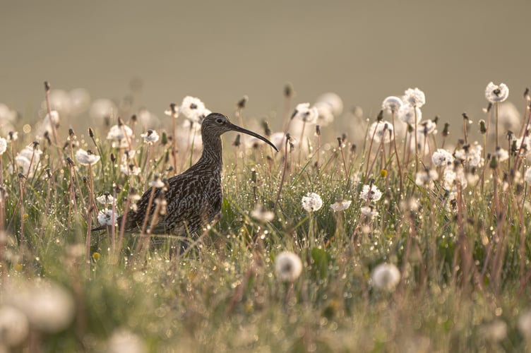 Jamie Smart Curlew BWPA