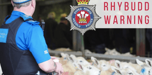 Police issue reminder to dog walkers during lambing season