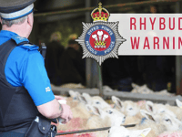 Police issue reminder to dog walkers during lambing season