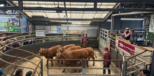 Record price for steers at Knighton Market