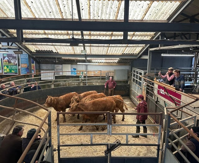 Record price for steers at Knighton Market