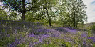 Discover the magical bluebell season in Mid Wales