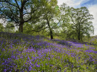 Discover the magical bluebell season in Mid Wales
