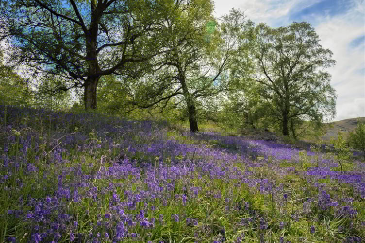 Pen y Garreg Wood, Cwm Elan, Elan Valley.