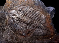 Trilobites take centre stage at Llandrindod talk