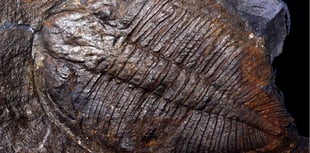 Trilobites take centre stage at Llandrindod talk