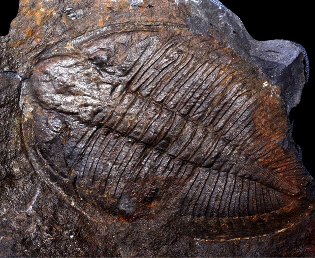 Trilobites take centre stage at Llandrindod talk