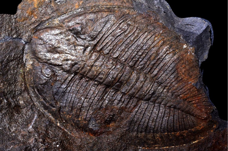 The trilobite Ogygiocarella debuchii from near Llandrindod. This species was the first trilobite to be illustrated in a scientific paper, by Edward Lhywd of Oxford University in 1698