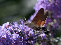 Radnorshire Wildlife Trust celebrates Powys conservation efforts