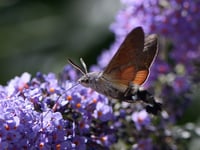 Radnorshire Wildlife Trust celebrates Powys conservation efforts
