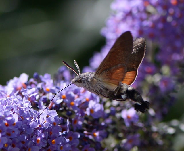 Radnorshire Wildlife Trust celebrates Powys conservation efforts